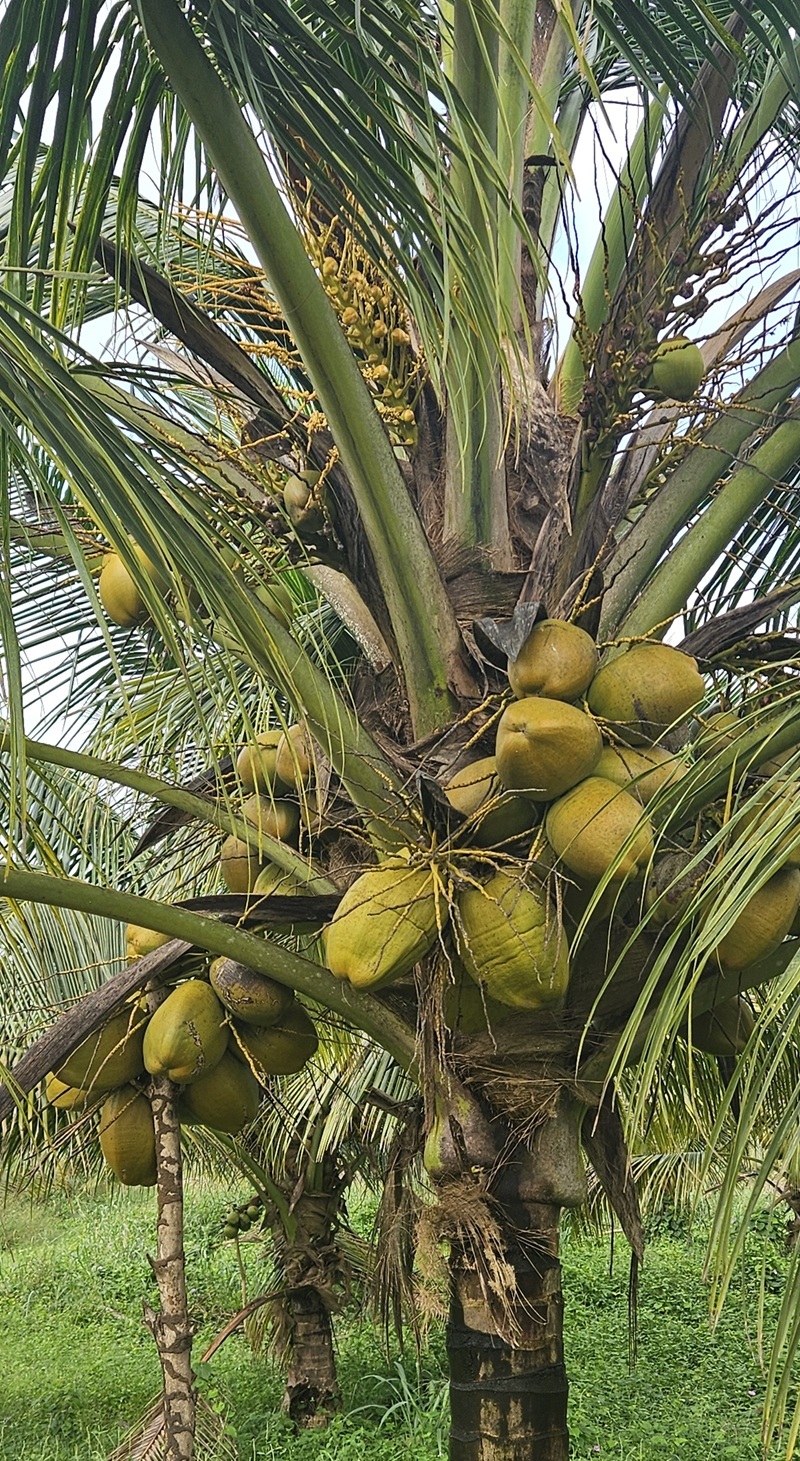 Coconut Plantation
